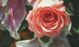 爱草草视频,探索绿色生态，共享自然之美